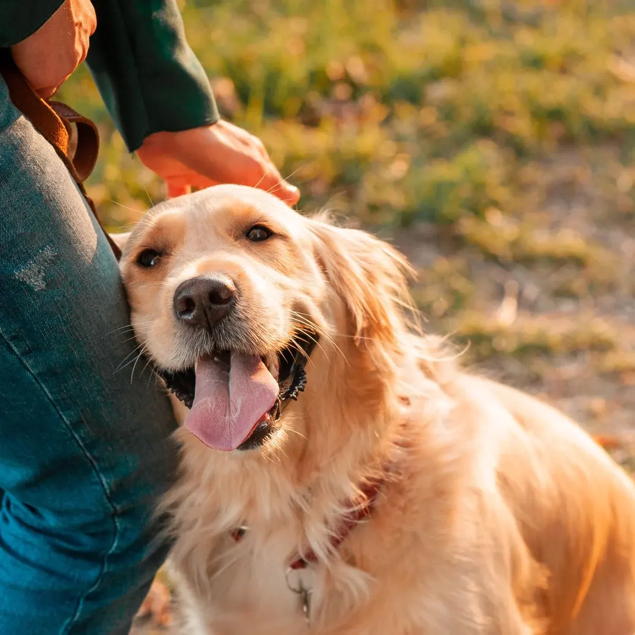 A happy golden retriever enjoying care and attention outdoors
