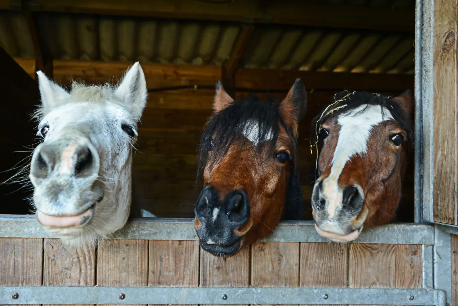Three horses peeking out from their stable