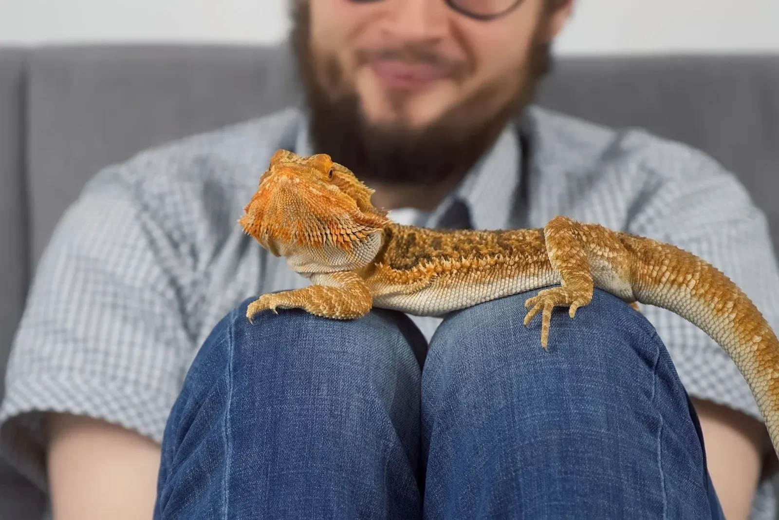 Small & exotic pets