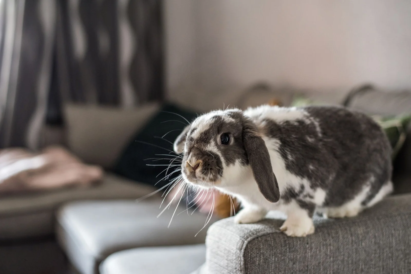 A black-and-white rabbit resting on a soft cushion