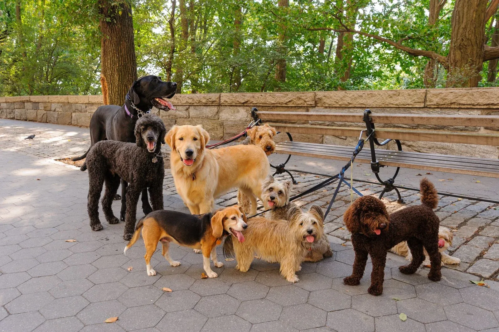 Dog walking