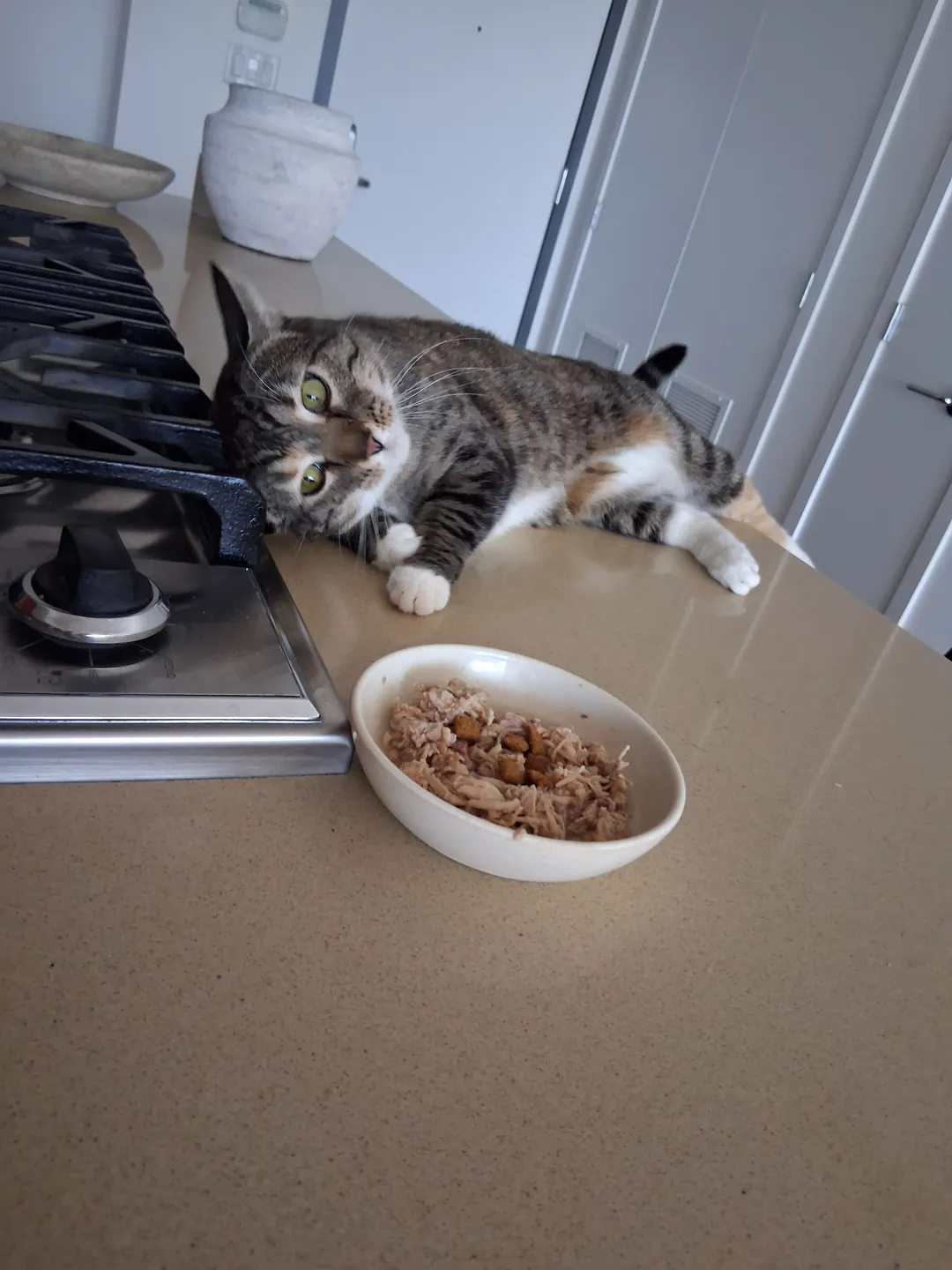 A tabby cat beside its food bowl at home