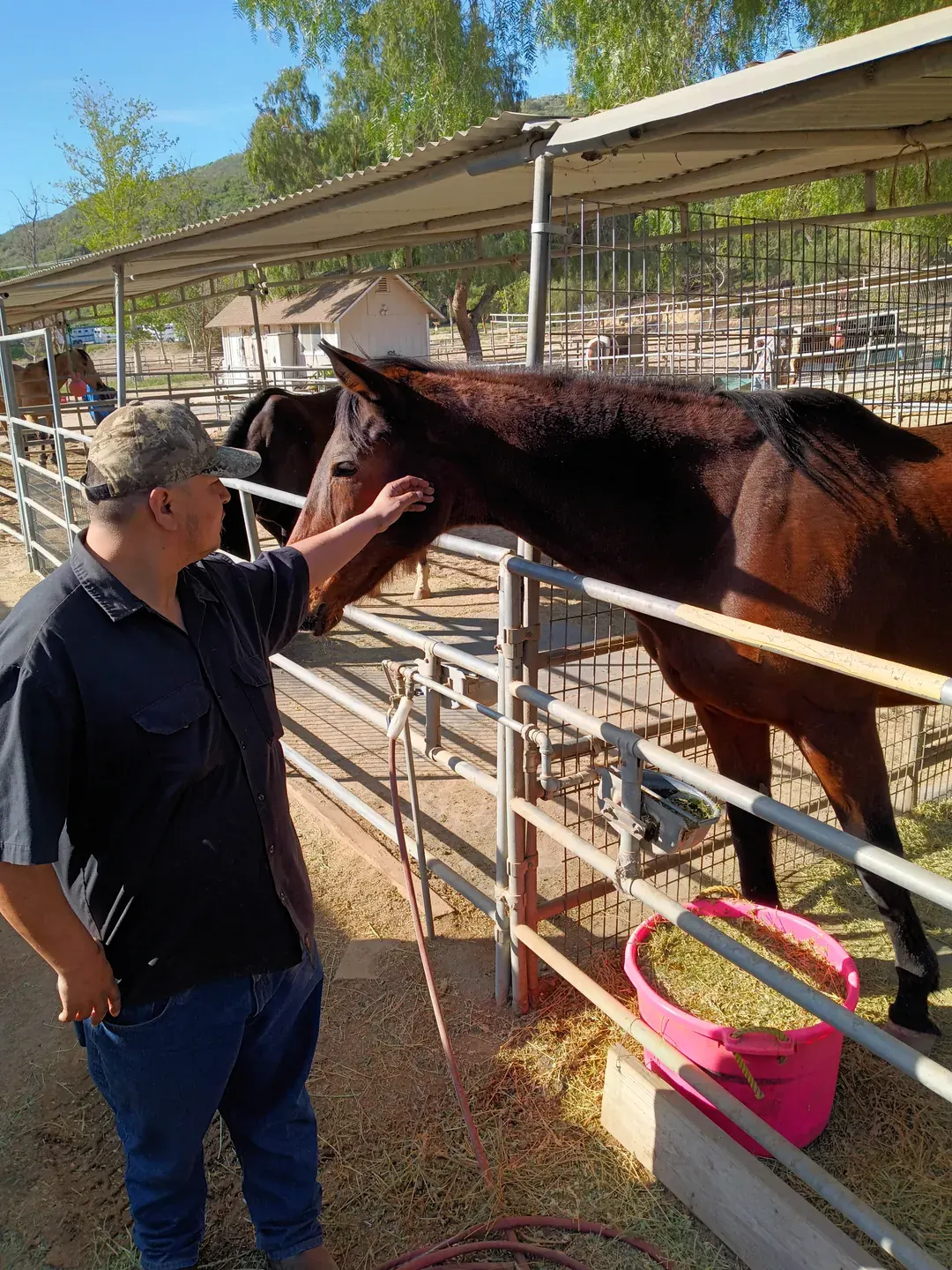 A caregiver visiting a horse at its stable